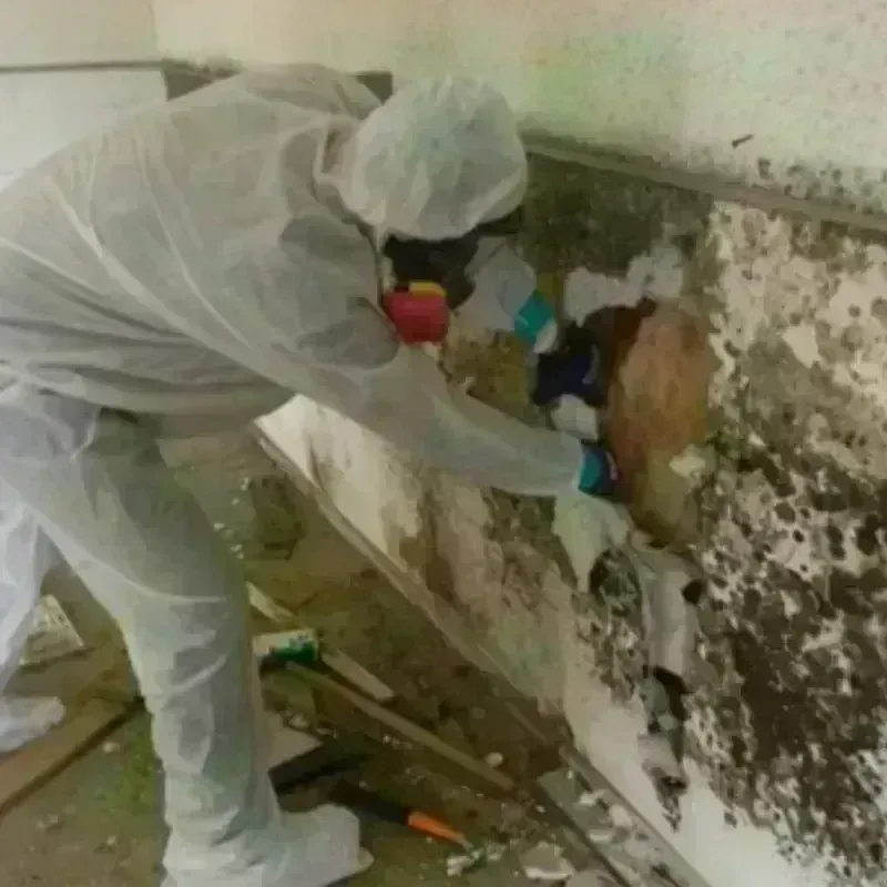 Mold Remediation and Removal in Pine Hill, NJ